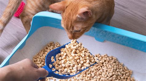 Best cat litter options 2024 to make your life easier.